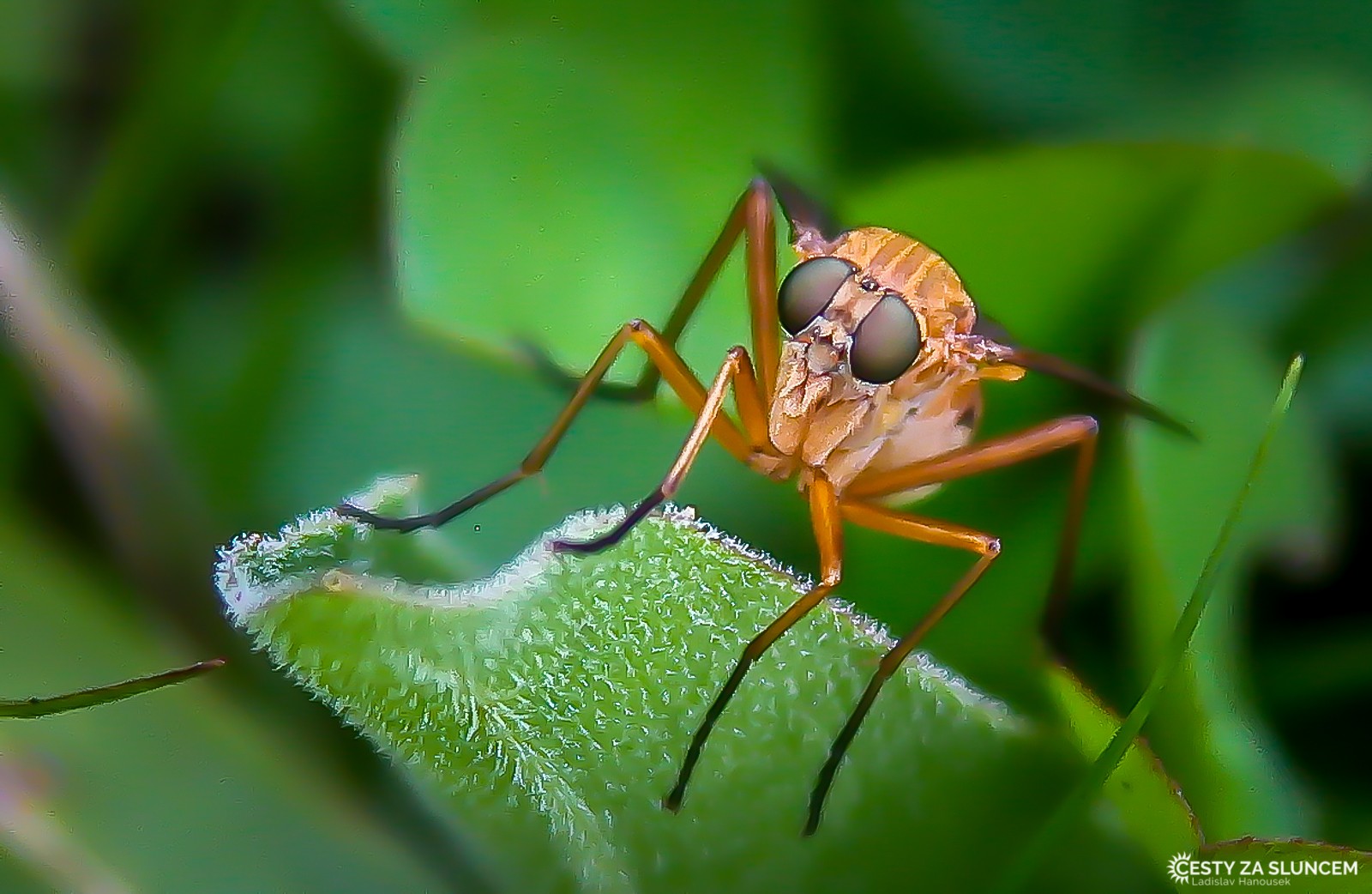 Ostatní makro - Ladislav Hanousek, Ostatní makro