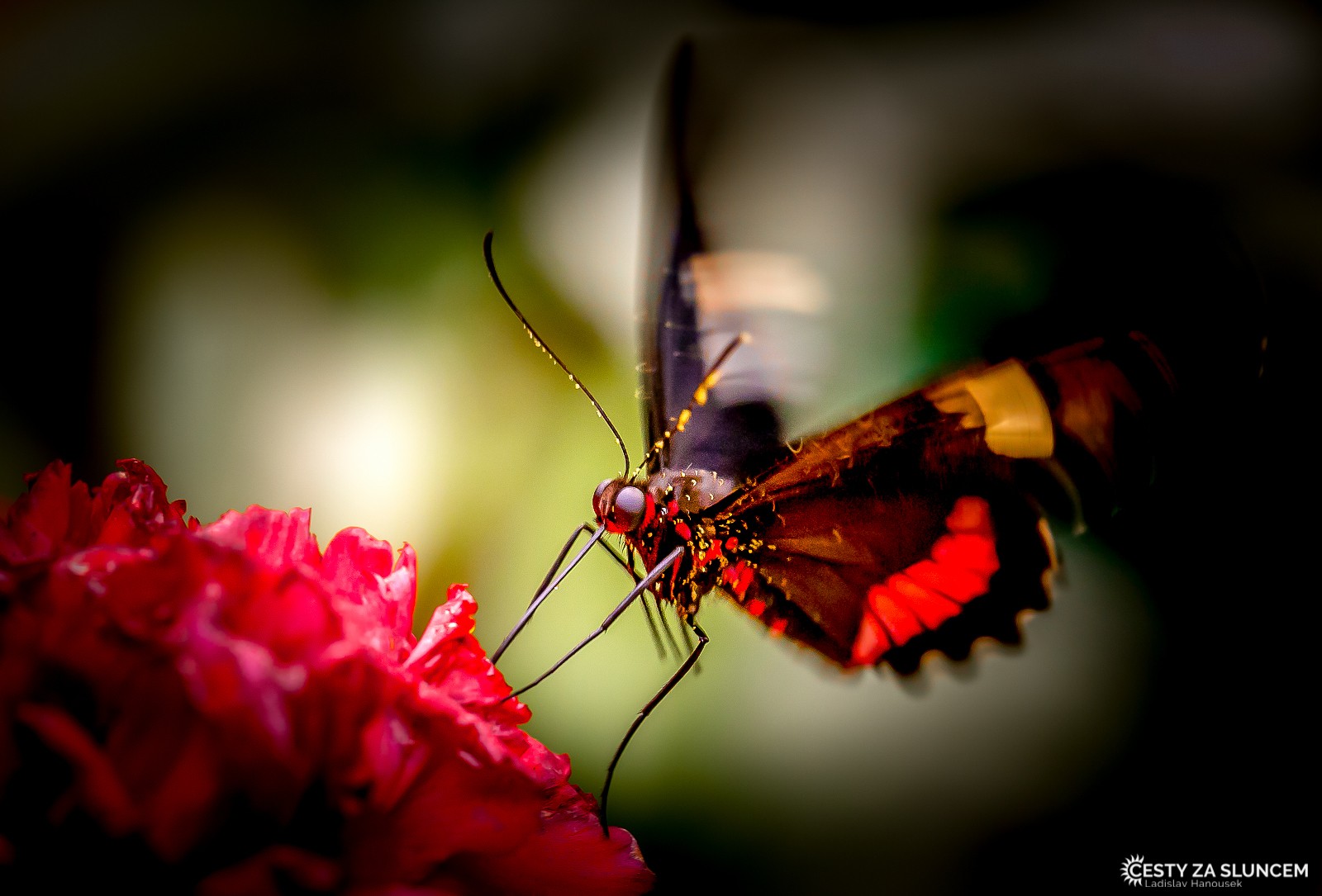 Motýlí dům Jonsdorf (Německo) - Ladislav Hanousek, Motýli