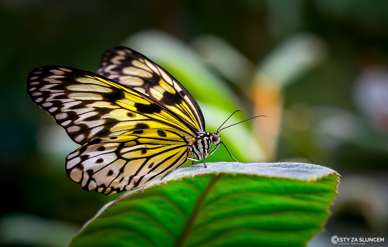 Motýlí dům Jonsdorf (Německo) - Ladislav Hanousek, Motýli