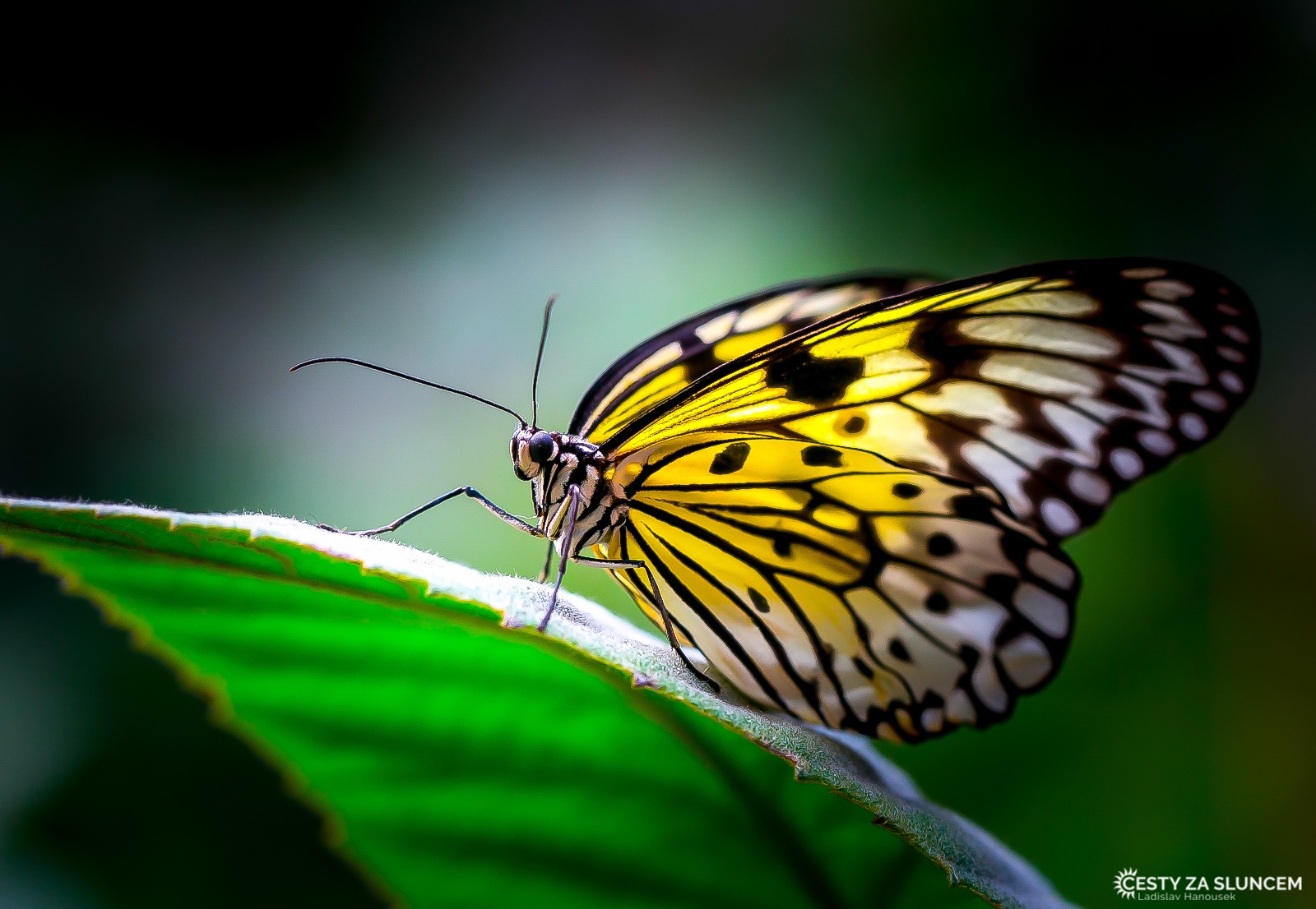 Motýlí dům Jonsdorf (Německo) - Ladislav Hanousek, Motýli