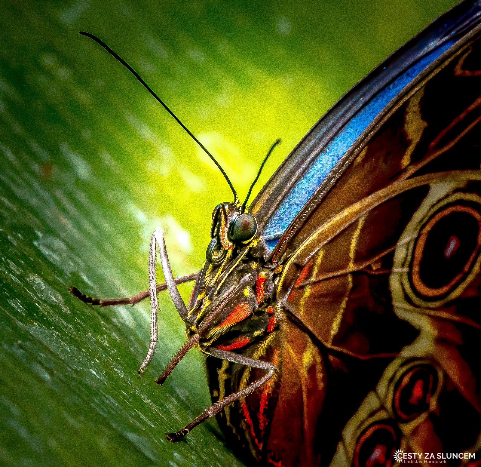 Motýlí dům Jonsdorf (Německo) - Ladislav Hanousek, Motýli