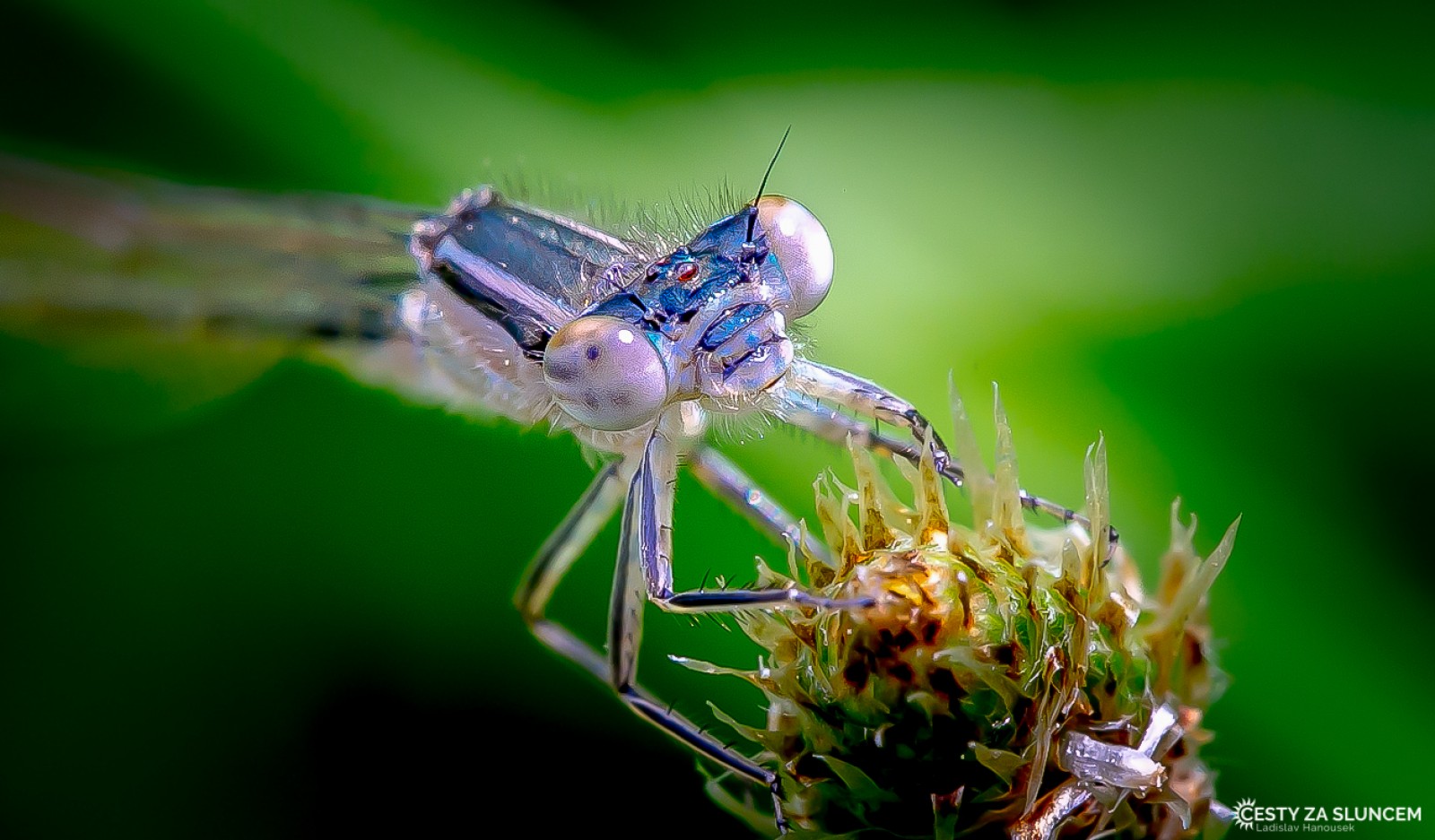 Ostatní makro - Ladislav Hanousek, Ostatní makro