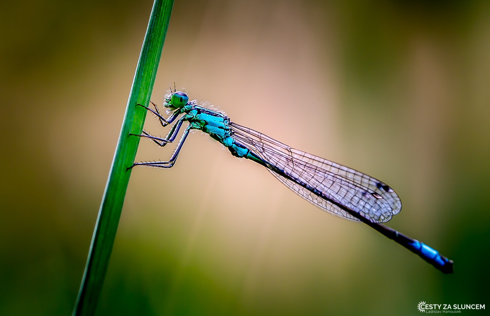 Ostatní makro - Ladislav Hanousek, Ostatní makro