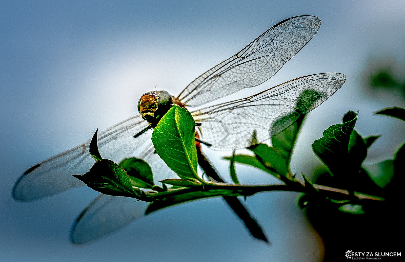 Ostatní makro - Ladislav Hanousek, Ostatní makro