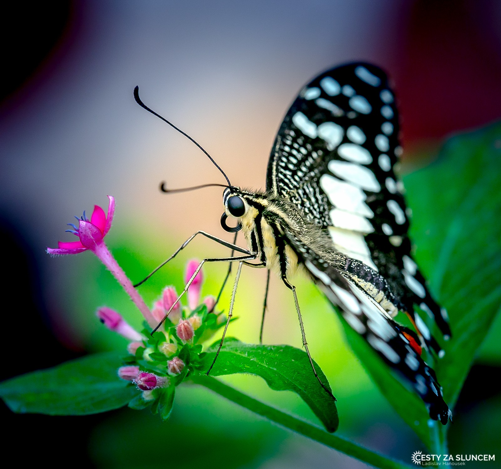 Keňa - Ladislav Hanousek, Motýli