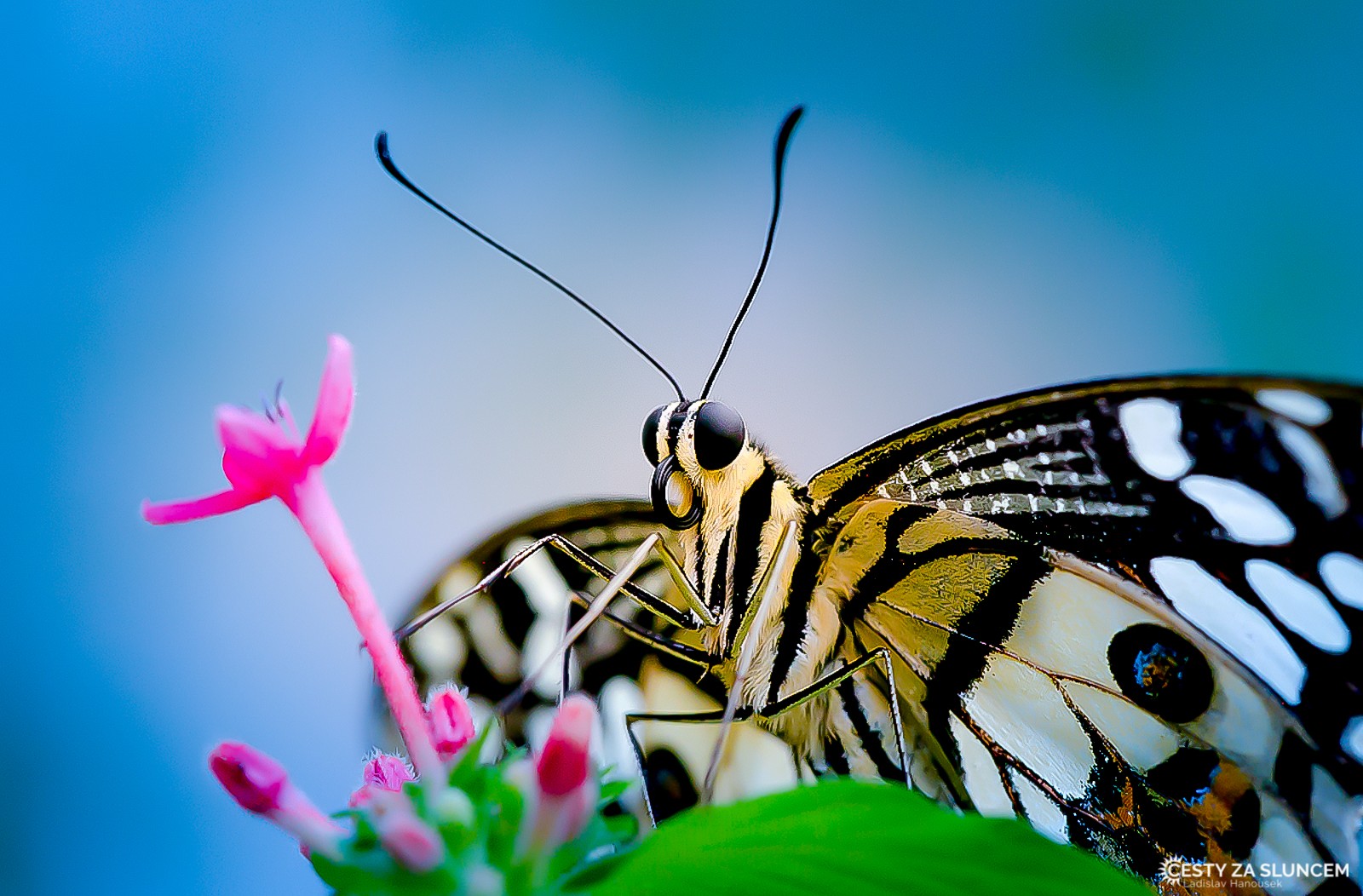 Motýlí dům Žírovice u Mariánských Lázní - Ladislav Hanousek, Motýli
