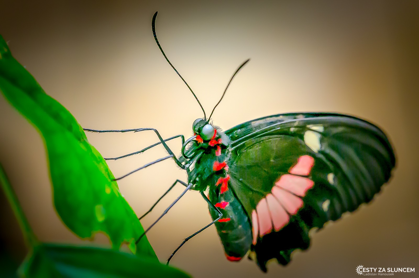 Motýlí dům Žírovice u Mariánských Lázní - Ladislav Hanousek, Motýli