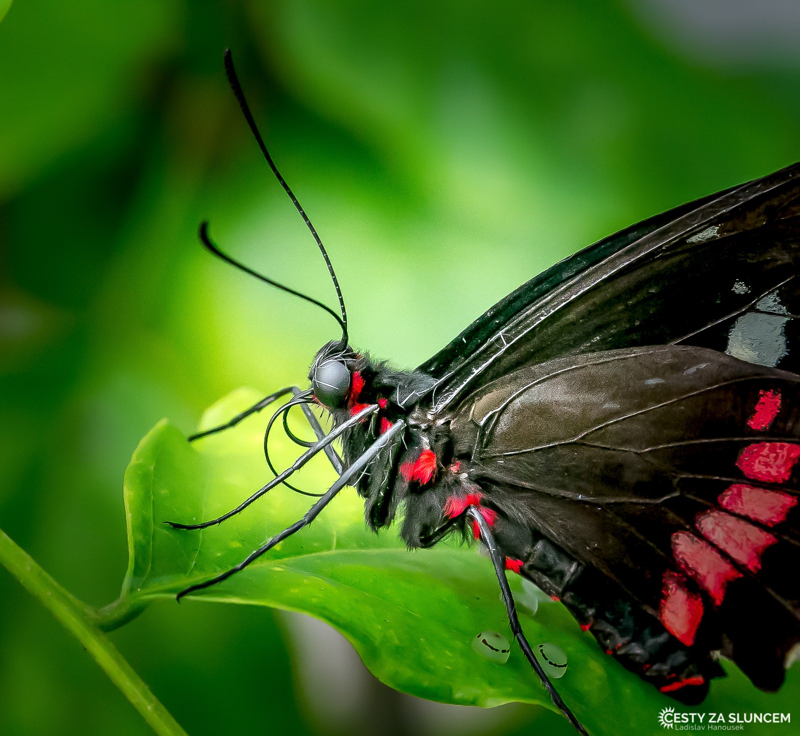 Motýlí dům Žírovice u Mariánských Lázní - Ladislav Hanousek, Motýli