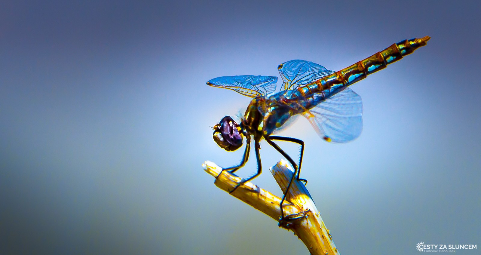 Ostatní makro - Ladislav Hanousek, Ostatní makro