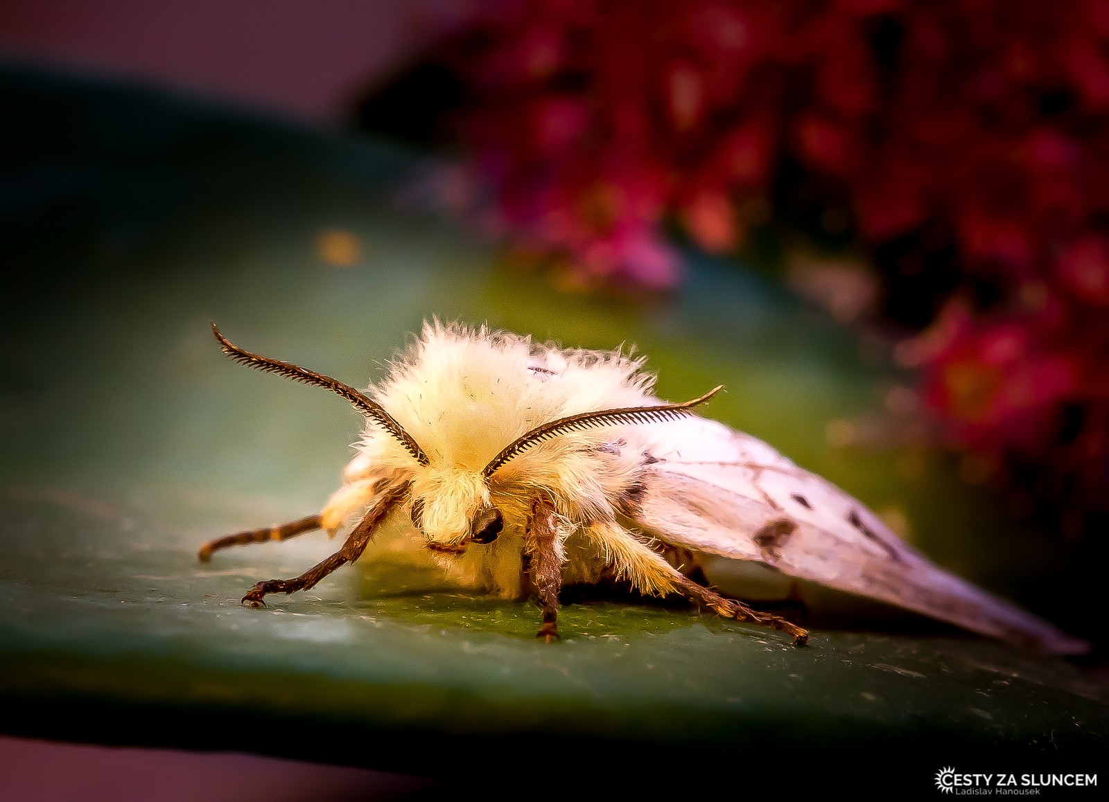 Česká republika - Královéhradecko - Ladislav Hanousek, Motýli