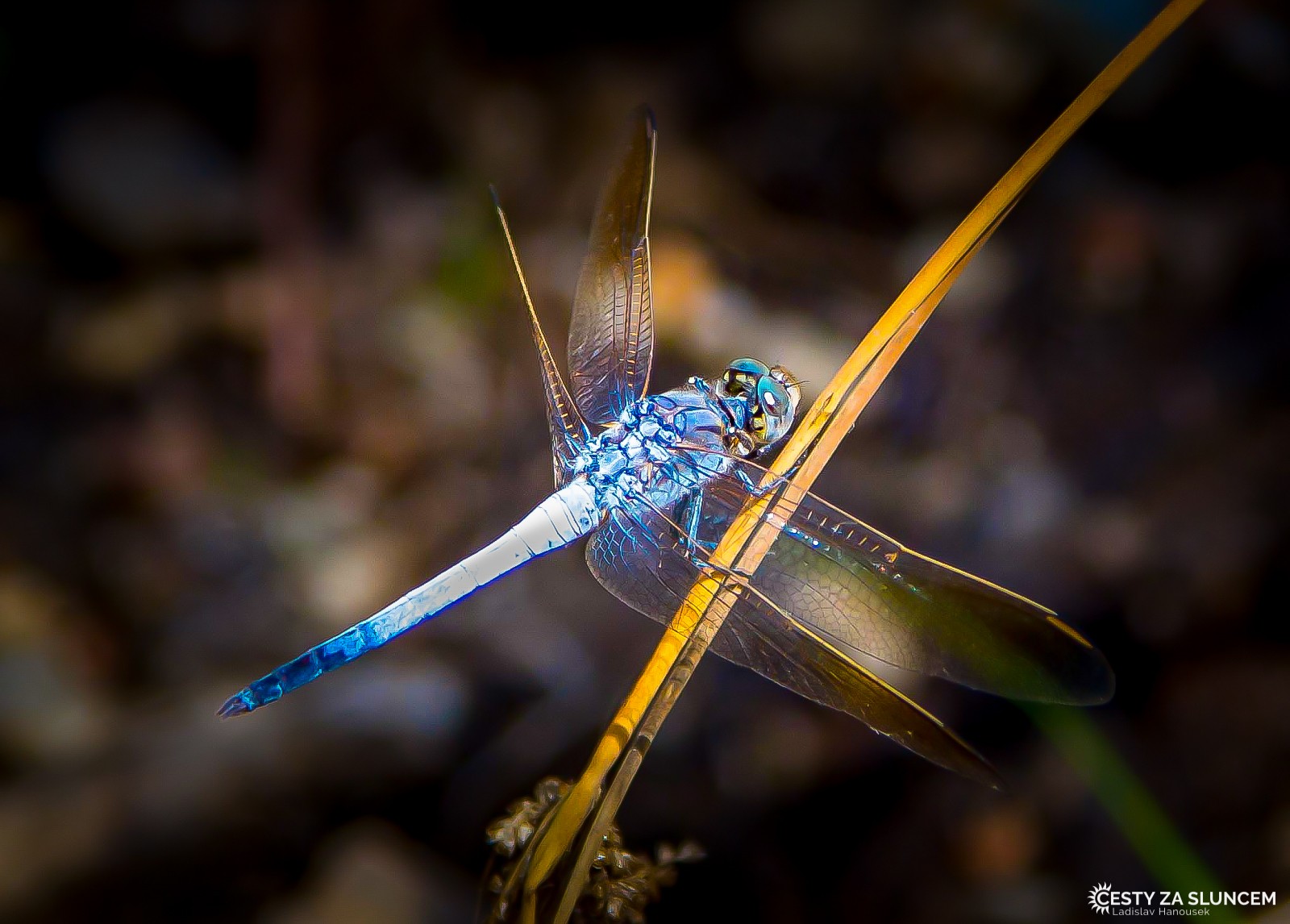 Ostatní makro - Ladislav Hanousek, Ostatní makro