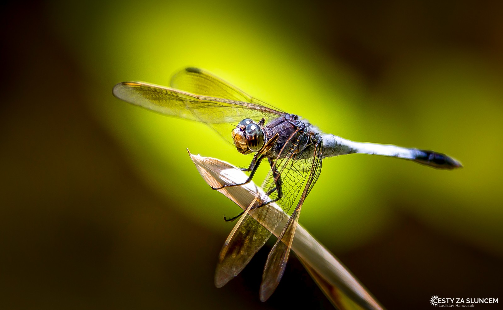 Ostatní makro - Ladislav Hanousek, Ostatní makro