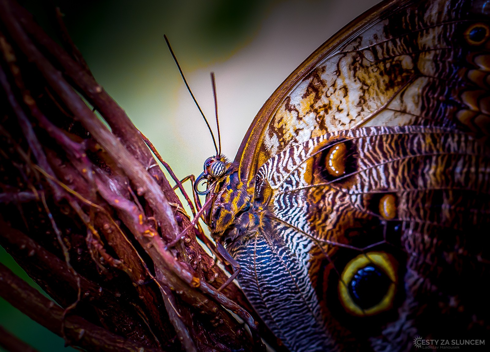 Motýlí dům Jonsdorf (Německo) - Ladislav Hanousek, Motýli