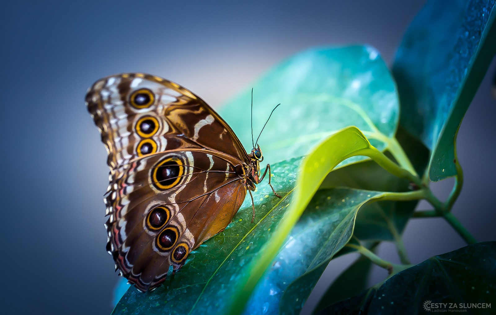 Motýlí dům Jonsdorf (Německo) - Ladislav Hanousek, Motýli