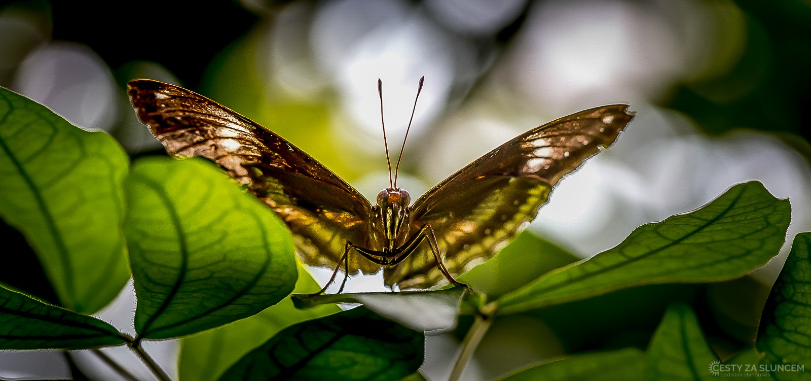Motýlí dům Jonsdorf (Německo) - Ladislav Hanousek, Motýli