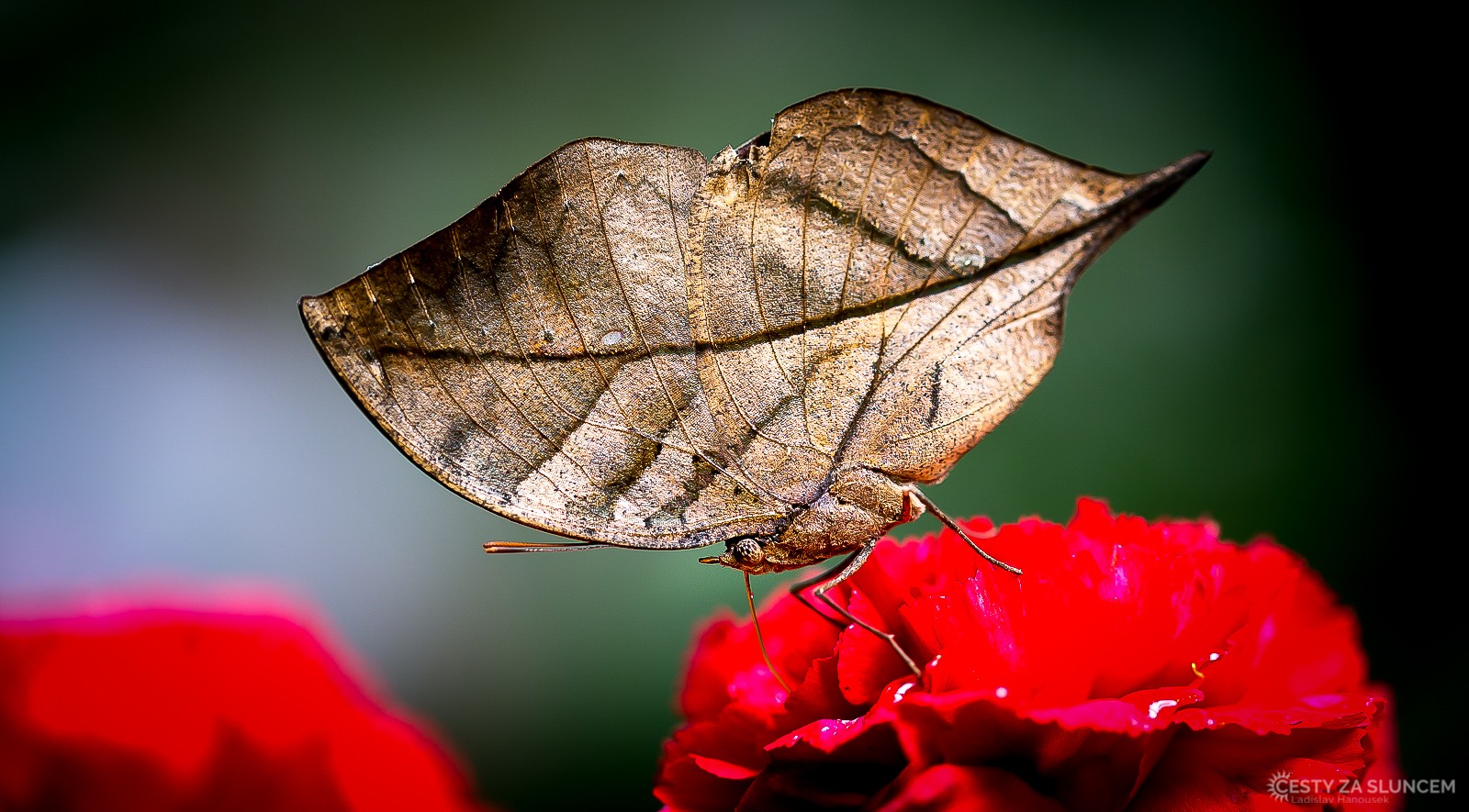 Motýlí dům Jonsdorf (Německo) - Ladislav Hanousek, Motýli