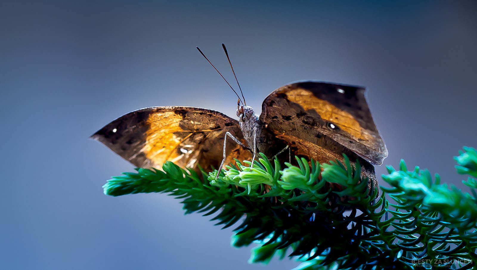 Motýlí dům Jonsdorf (Německo) - Ladislav Hanousek, Motýli