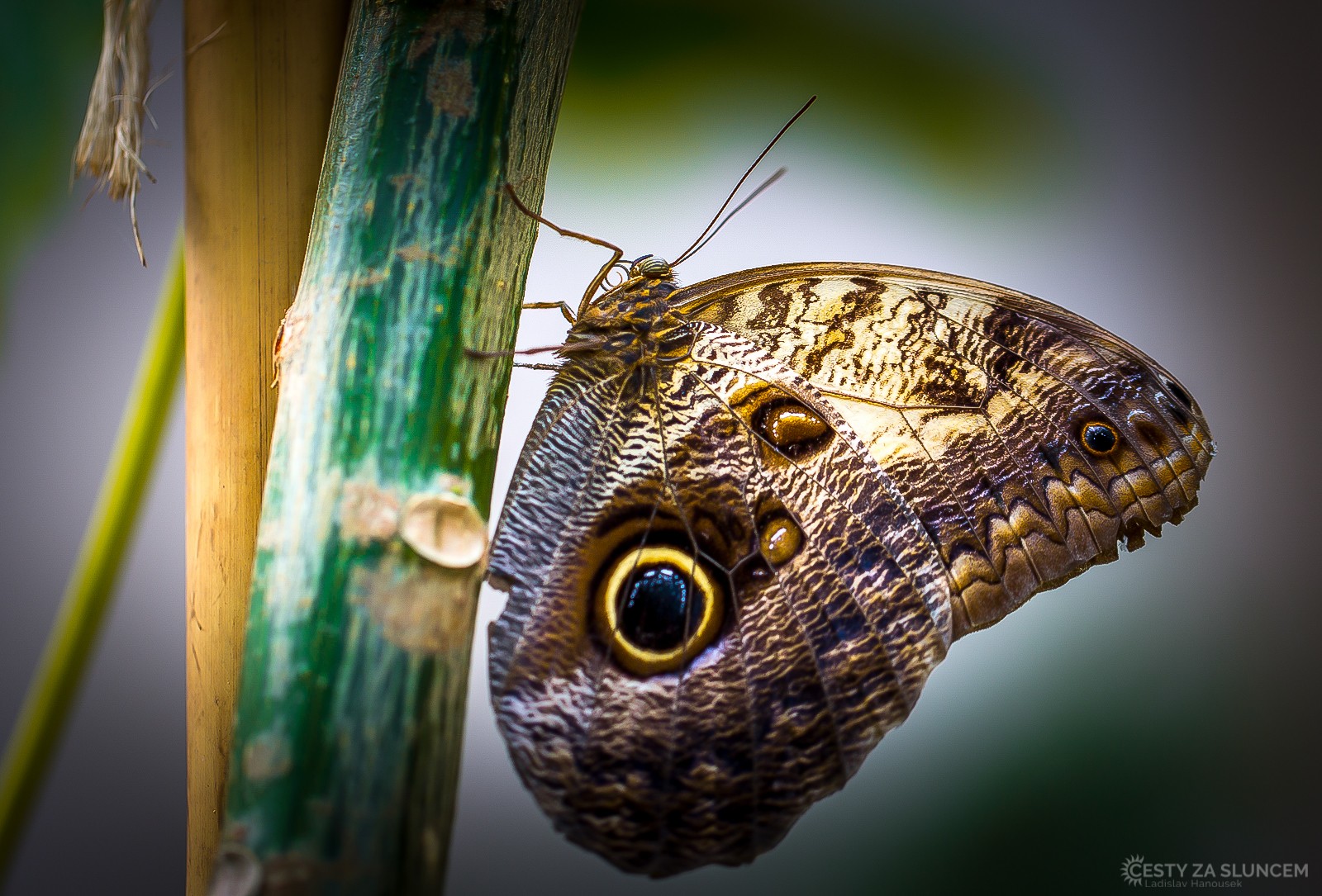 Motýlí dům Jonsdorf (Německo) - Ladislav Hanousek, Motýli