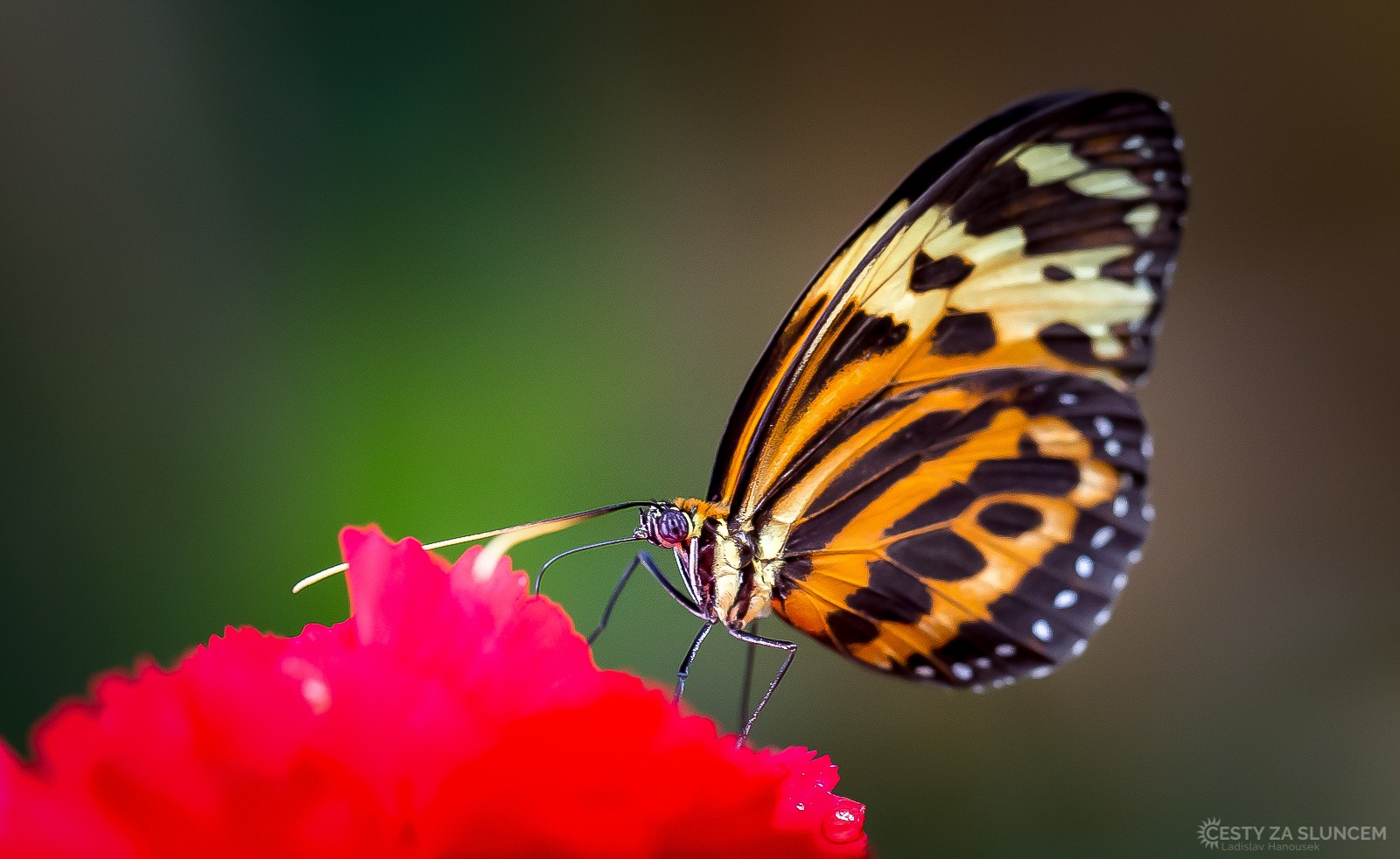 Motýlí dům Jonsdorf (Německo) - Ladislav Hanousek, Motýli