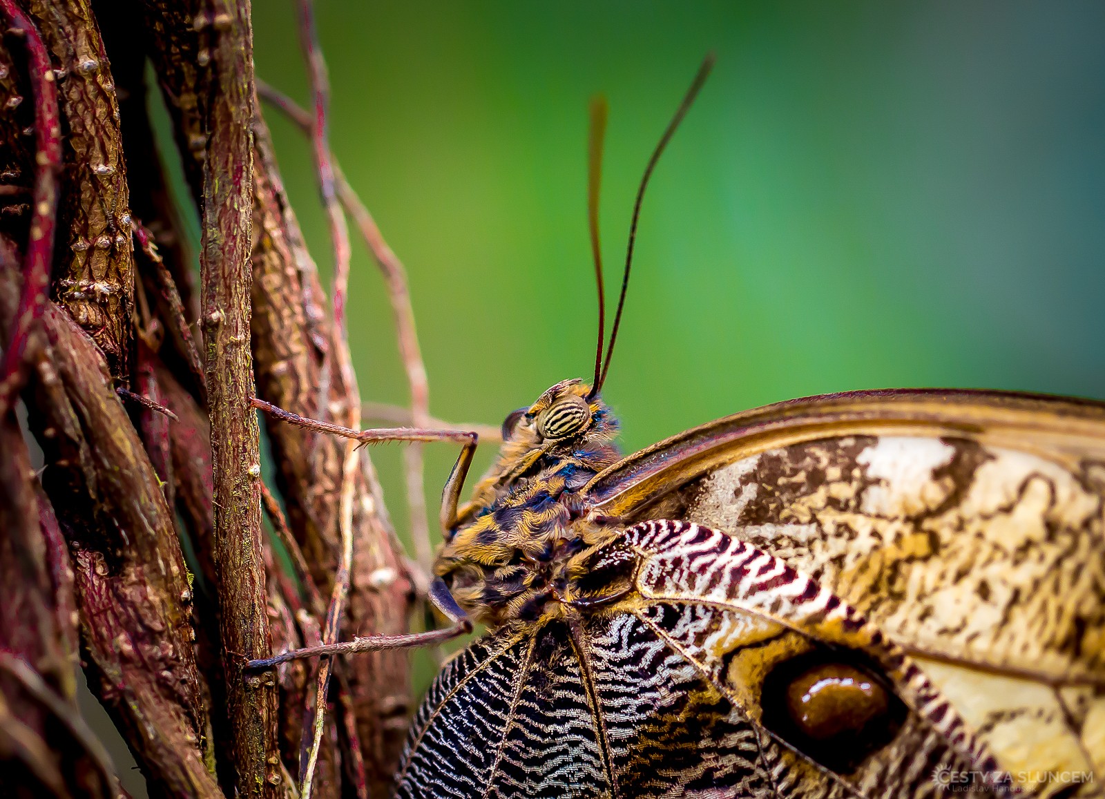 Motýlí dům Jonsdorf (Německo) - Ladislav Hanousek, Motýli