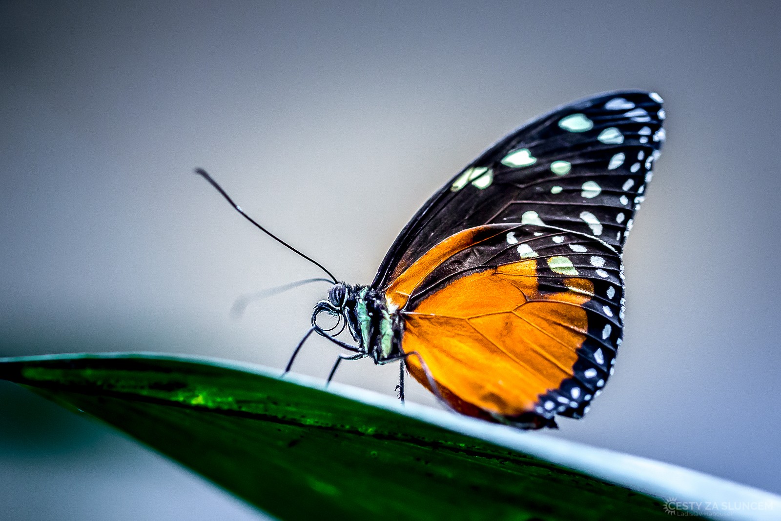 Motýlí dům Jonsdorf (Německo) - Ladislav Hanousek, Motýli
