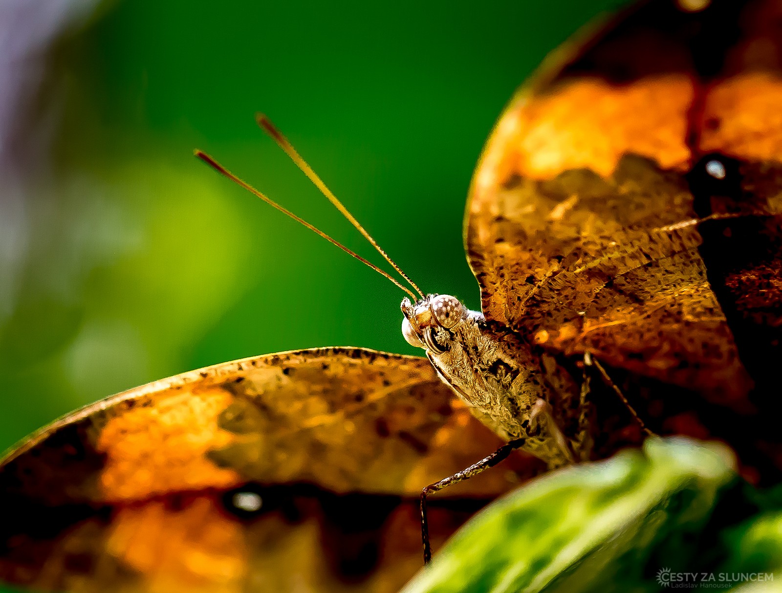 Motýlí dům Jonsdorf (Německo) - Ladislav Hanousek, Motýli