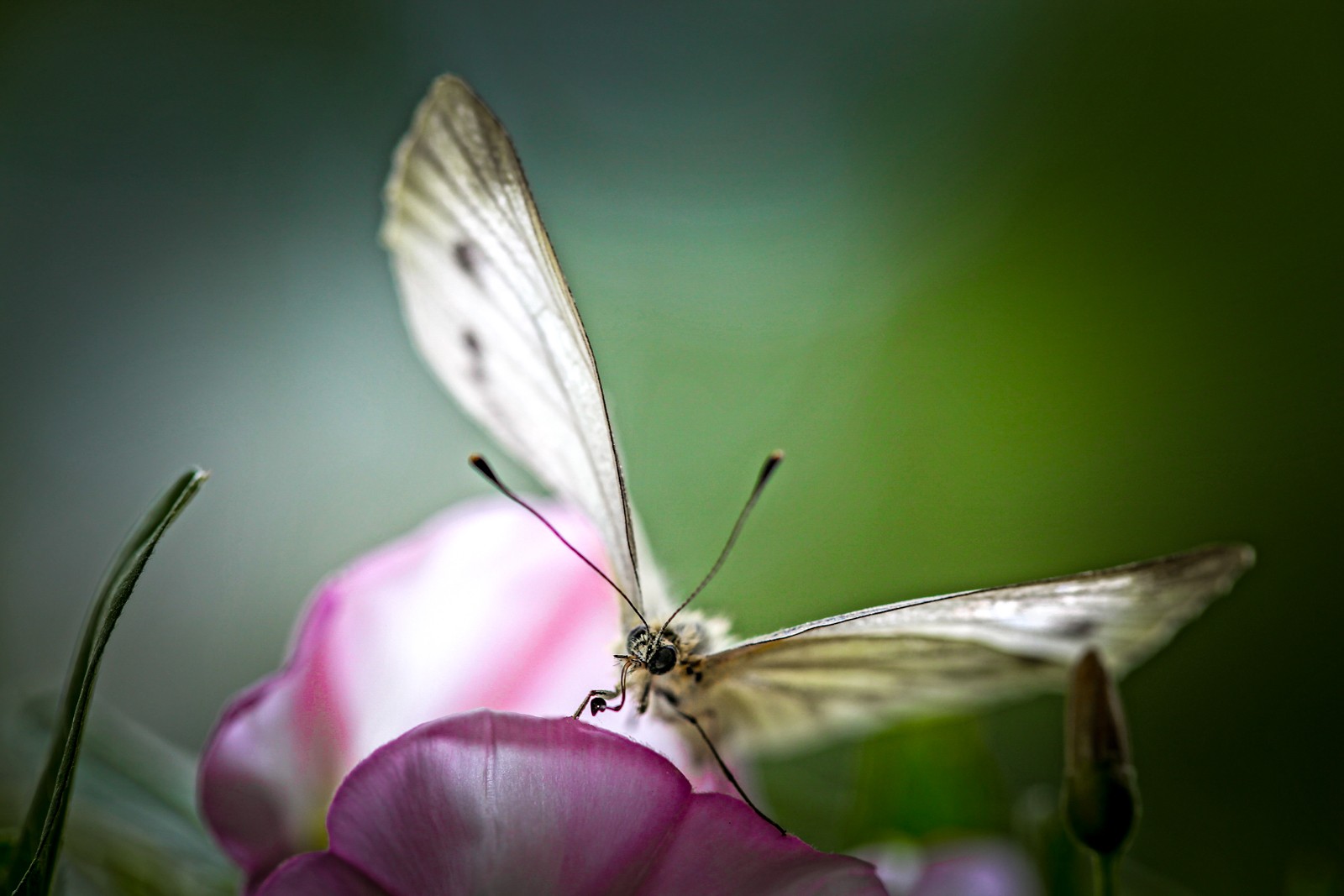 Česká republika - Královéhradecko - Ladislav Hanousek, Motýli