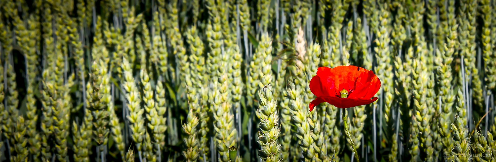 Královéhradecko - Ladislav Hanousek, Květiny a stromy