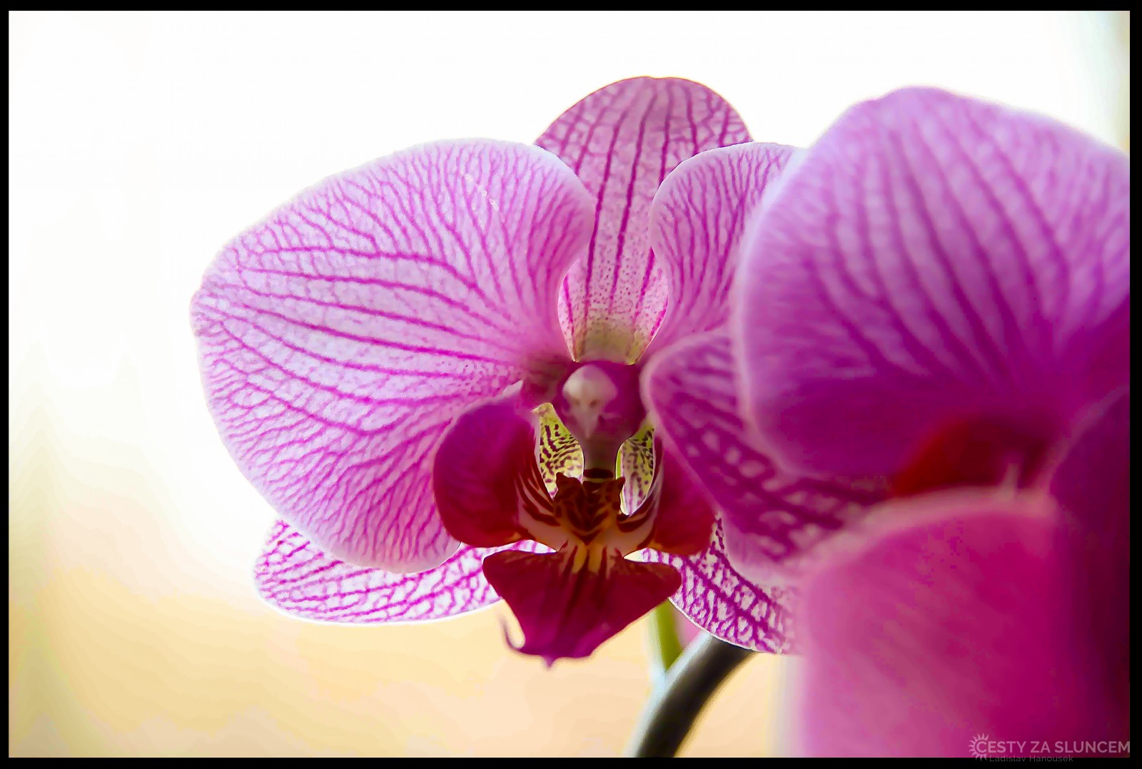 Liberec - botanická zahrada - Ladislav Hanousek, Květiny a stromy