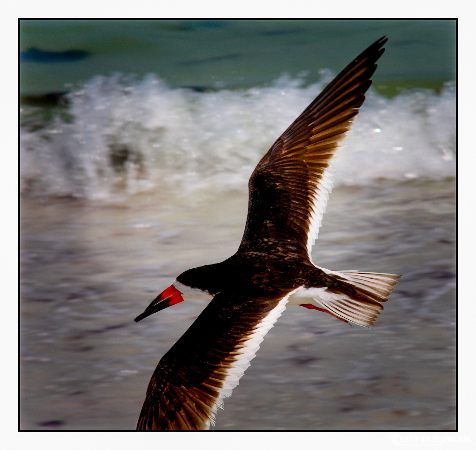 USA - Florida - Ladislav Hanousek, Ptáci v přírodě