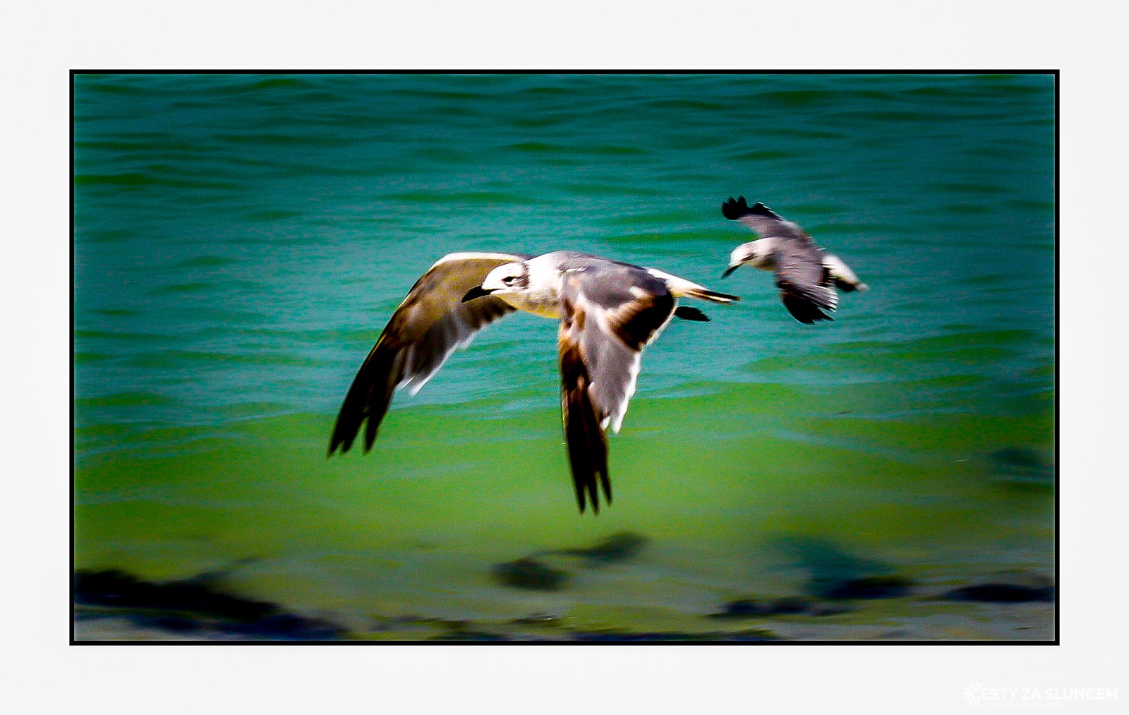 USA - Florida - Ladislav Hanousek, Ptáci v přírodě