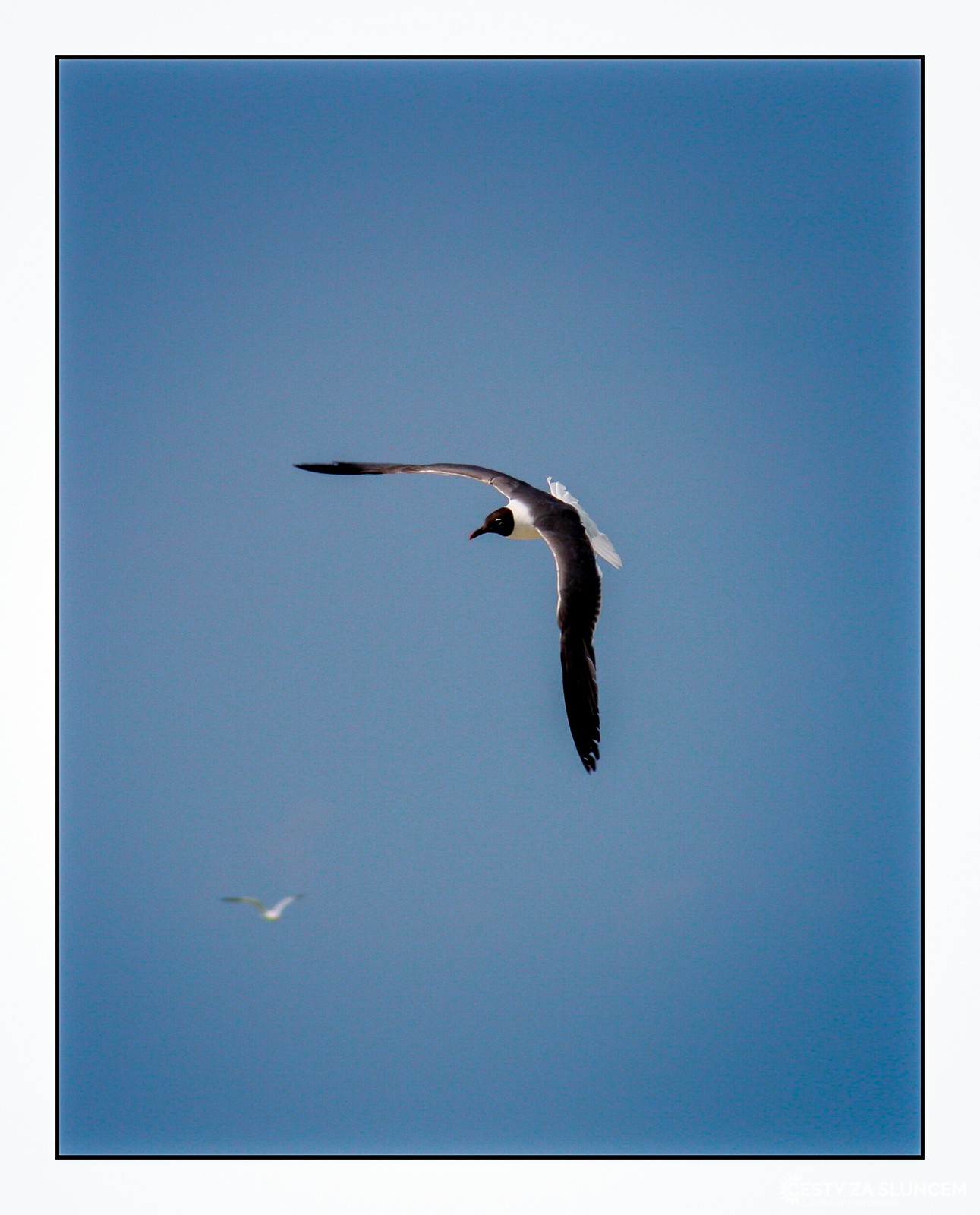 USA - Florida - Ladislav Hanousek, Ptáci v přírodě