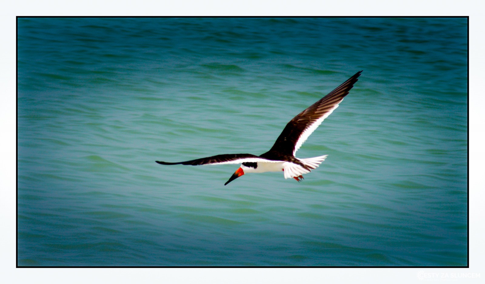 USA - Florida - Ladislav Hanousek, Ptáci v přírodě