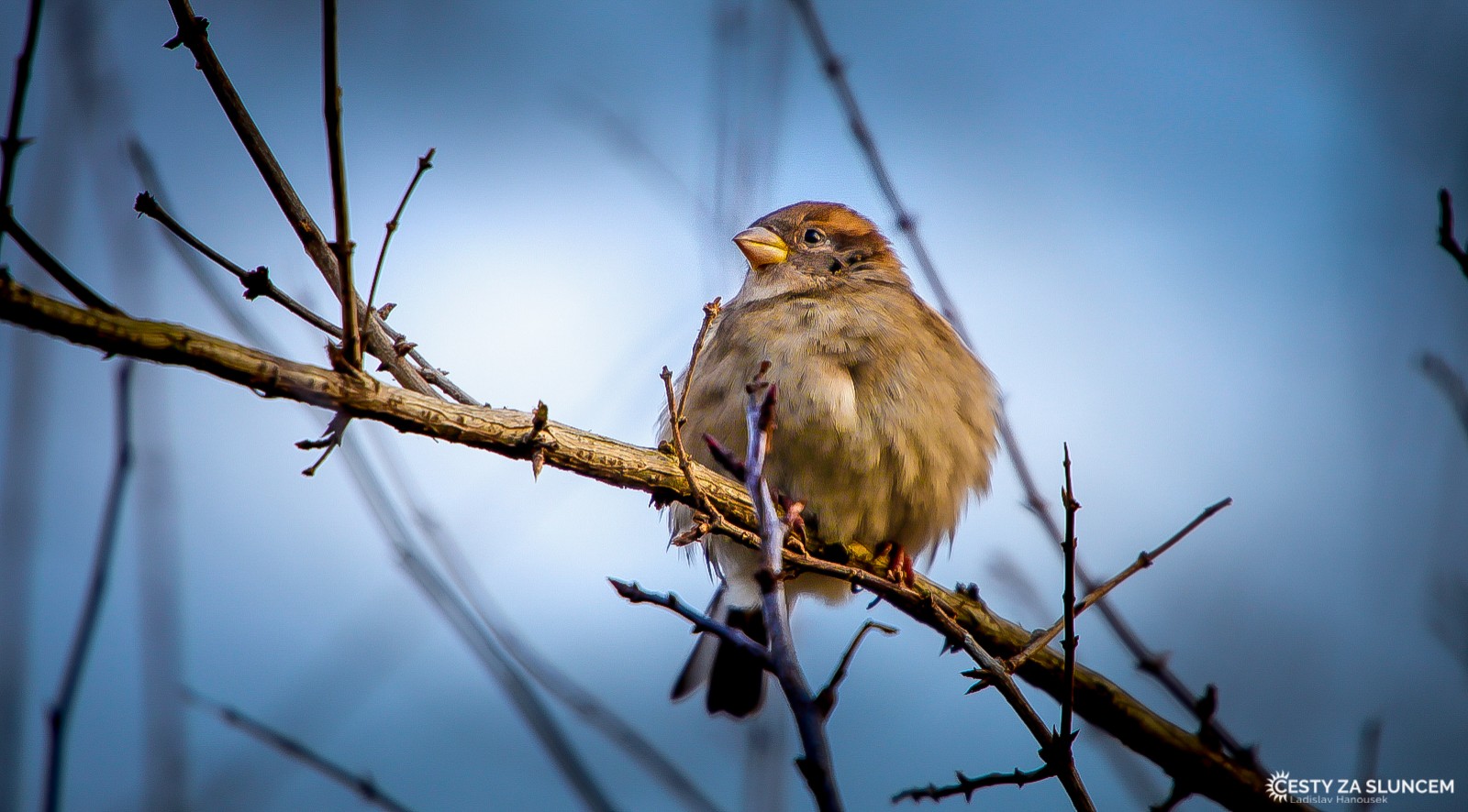 Čechy - Ladislav Hanousek, Ptáci v přírodě