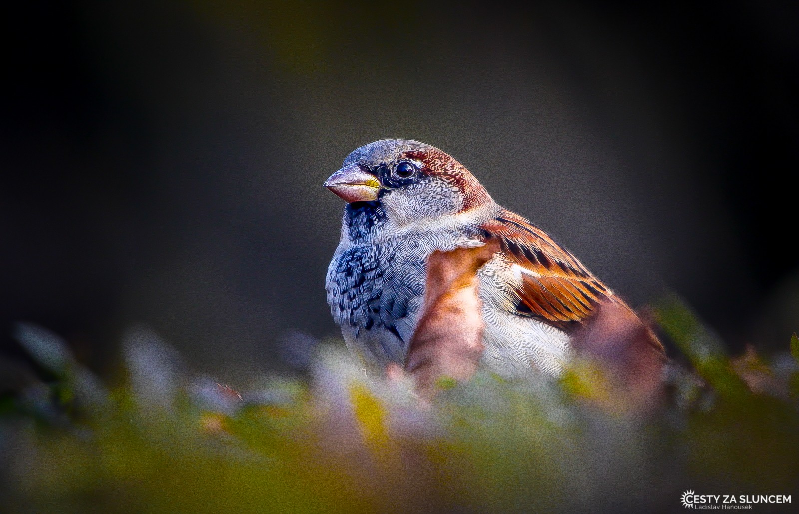 Čechy - Ladislav Hanousek, Ptáci v přírodě