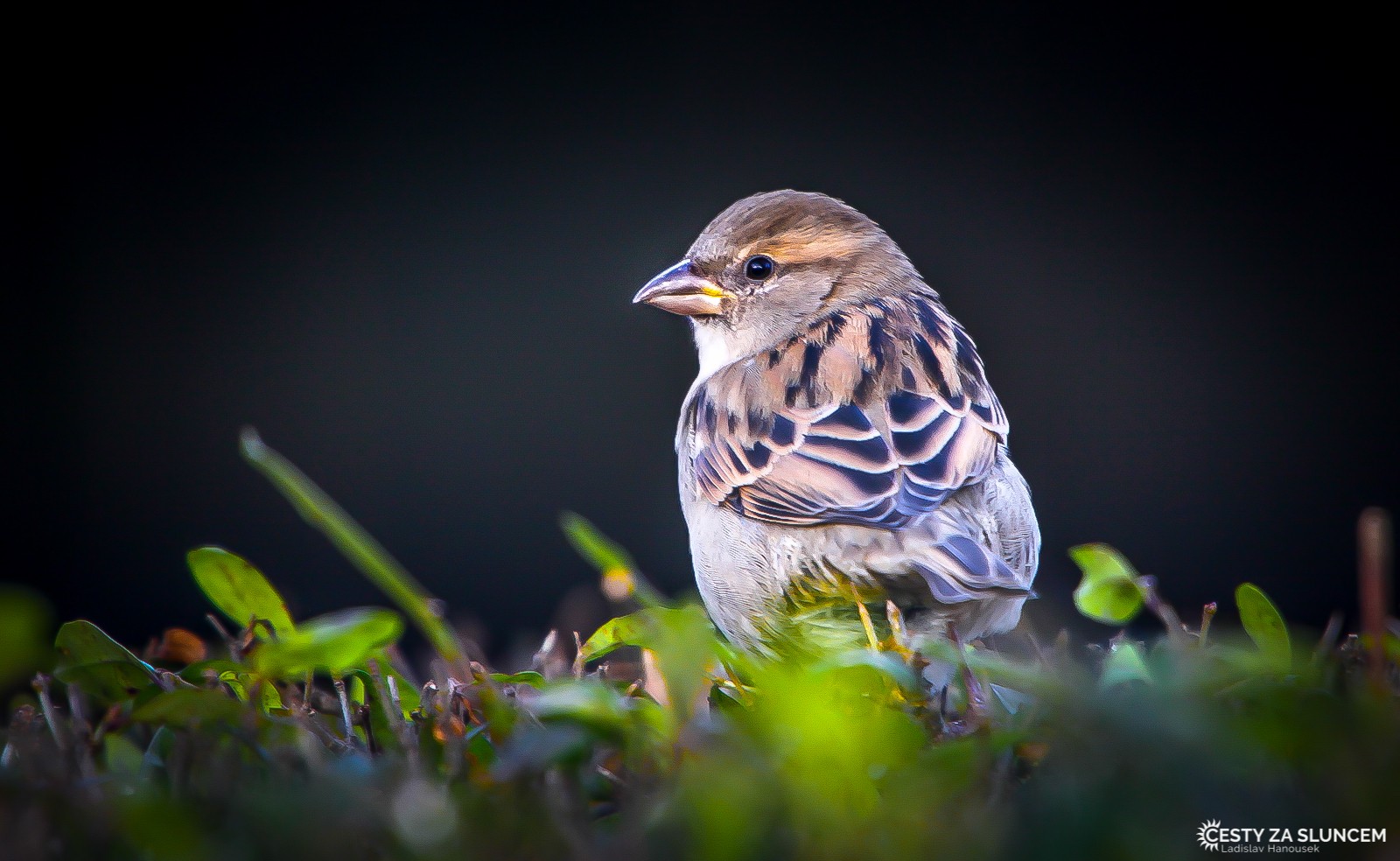 Čechy - Ladislav Hanousek, Ptáci v přírodě