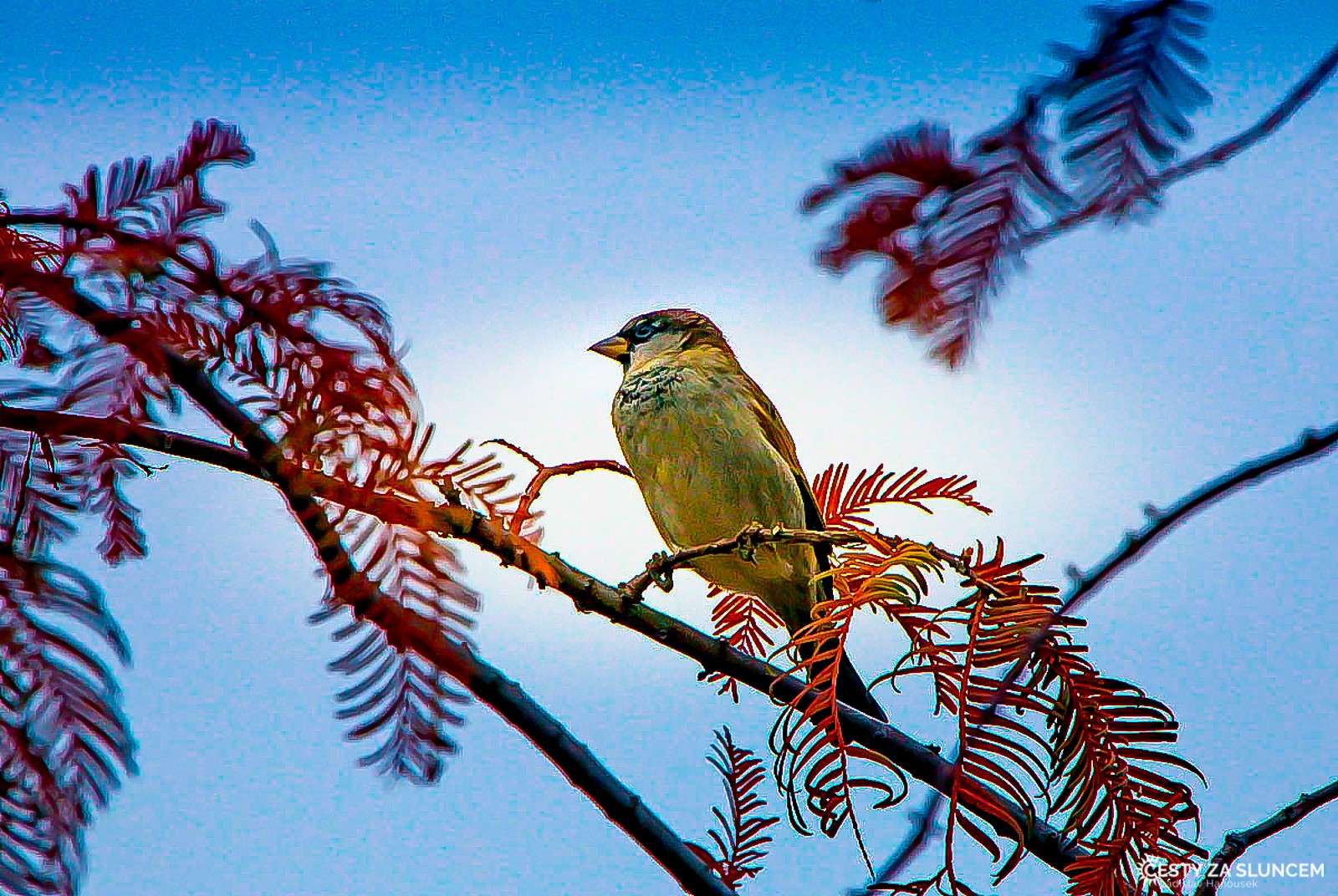 Čechy - Ladislav Hanousek, Ptáci v přírodě