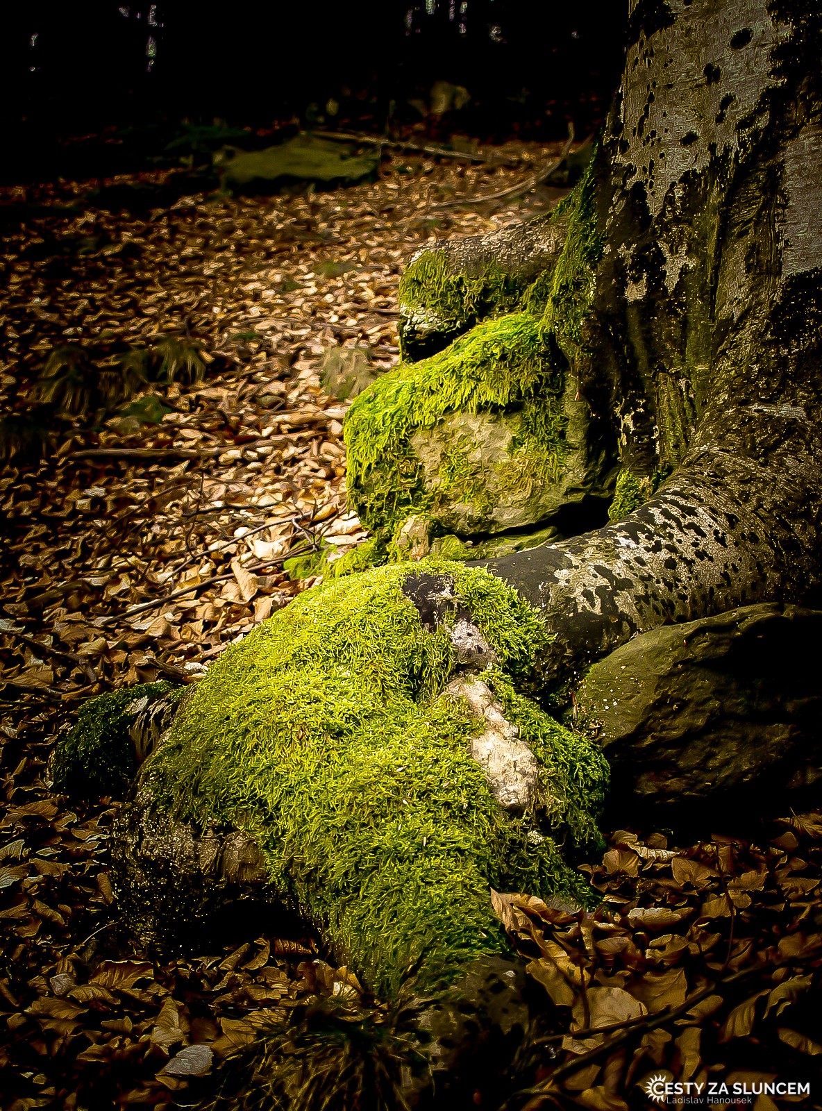 Les Království - Ladislav Hanousek, Květiny a stromy