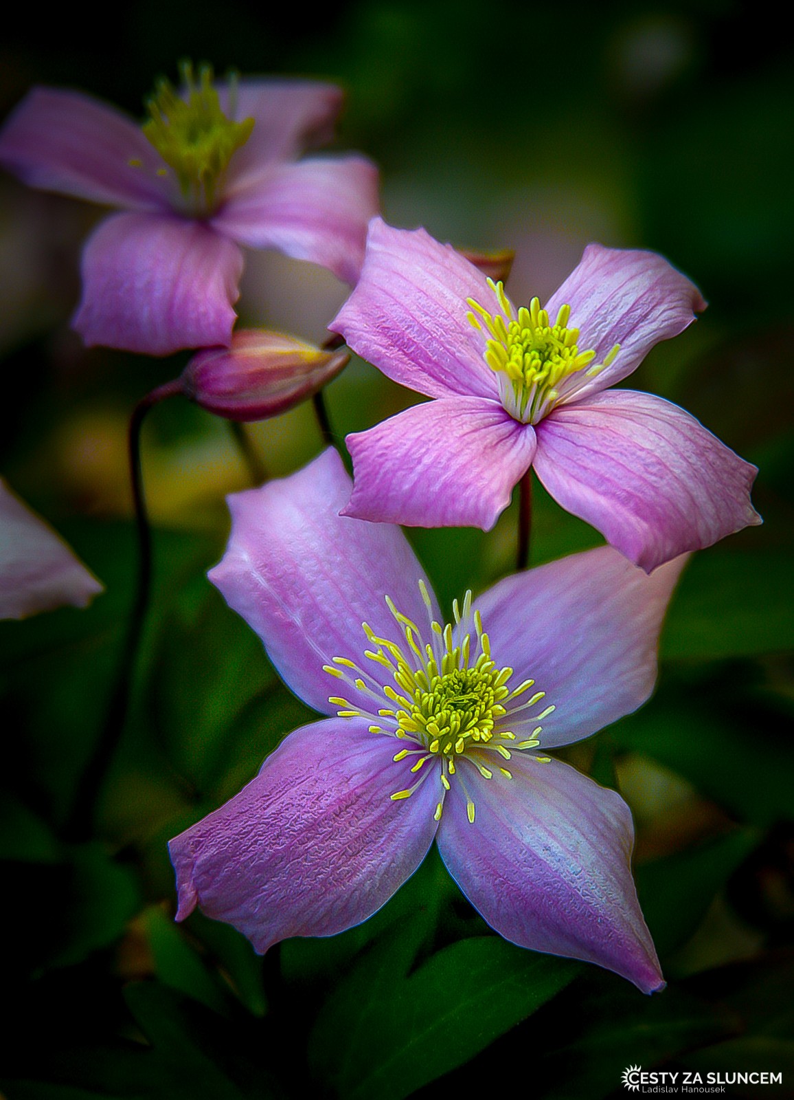 Královéhradecko - Ladislav Hanousek, Květiny a stromy