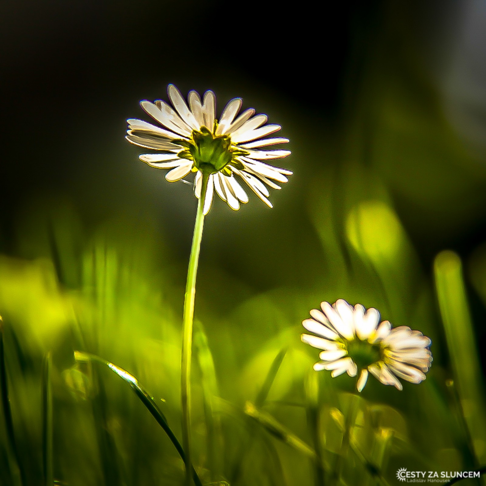Královéhradecko - Ladislav Hanousek, Květiny a stromy