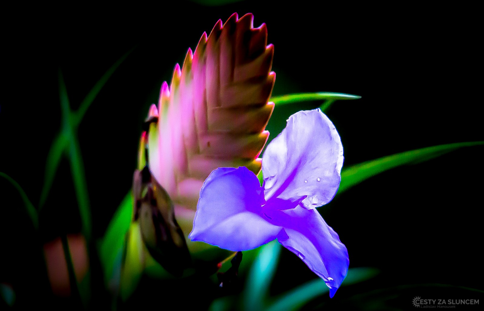 ZOO a botanická zahrada Wilhelma Stuttgart - Ladislav Hanousek, Květiny a stromy