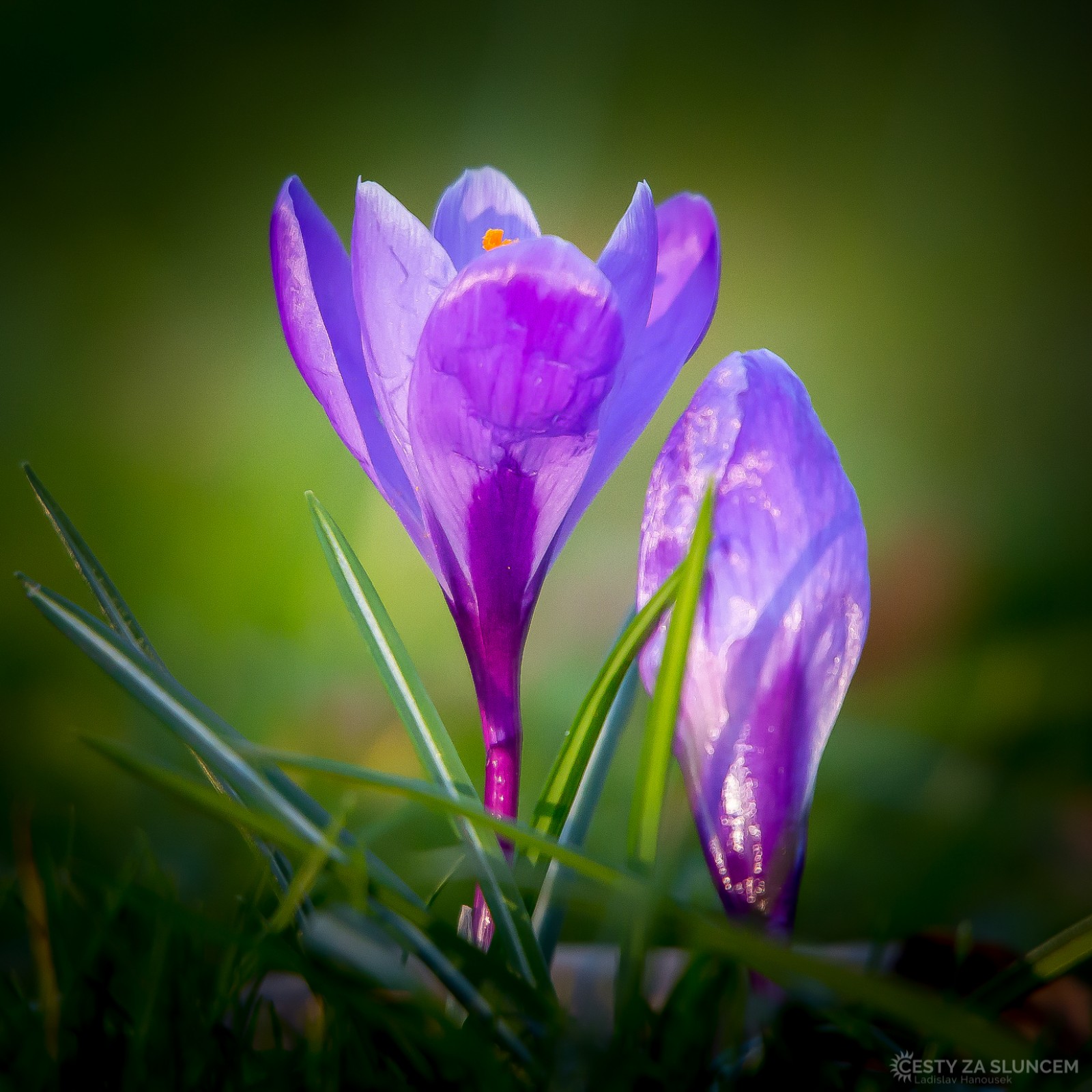 Krokusy v ZOO v Lipsku - Ladislav Hanousek, Květiny a stromy