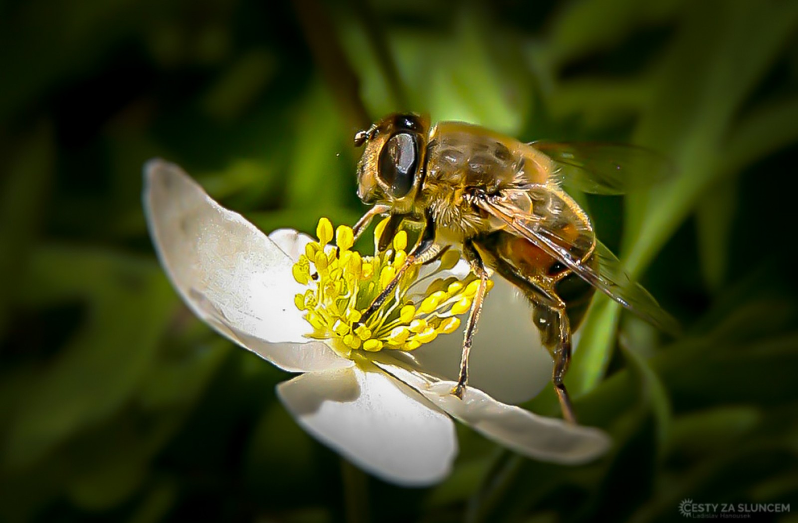 Ostatní makro - Ladislav Hanousek, Ostatní makro