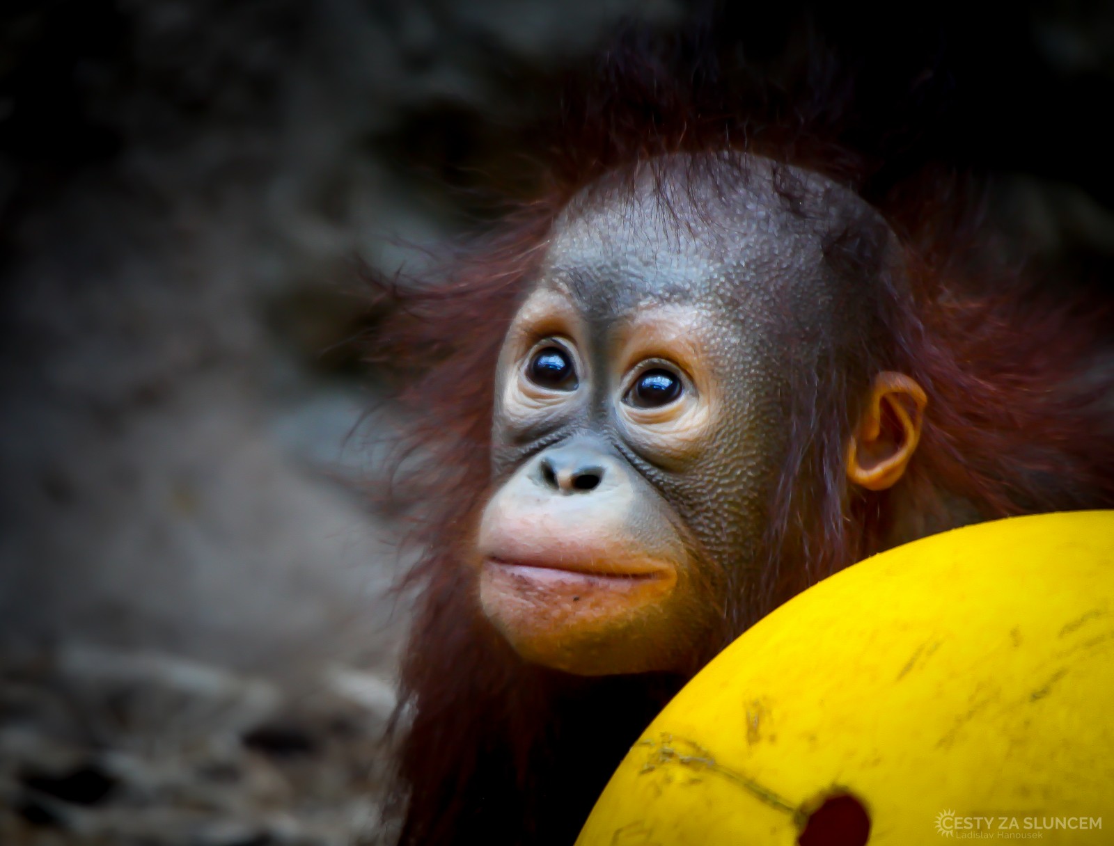 ZOO Dvůr Králové nad Labem - Ladislav Hanousek, Mláďata