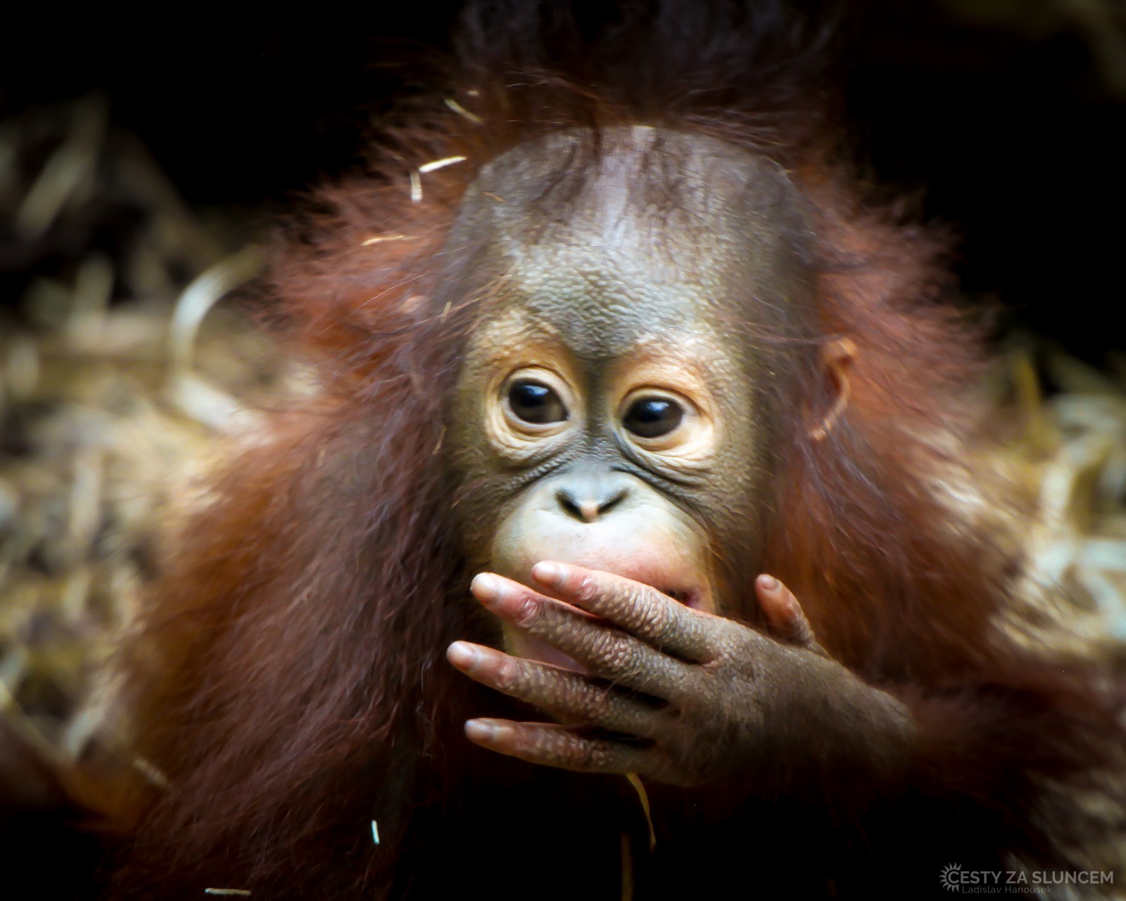 ZOO Dvůr Králové nad Labem - Ladislav Hanousek, Mláďata
