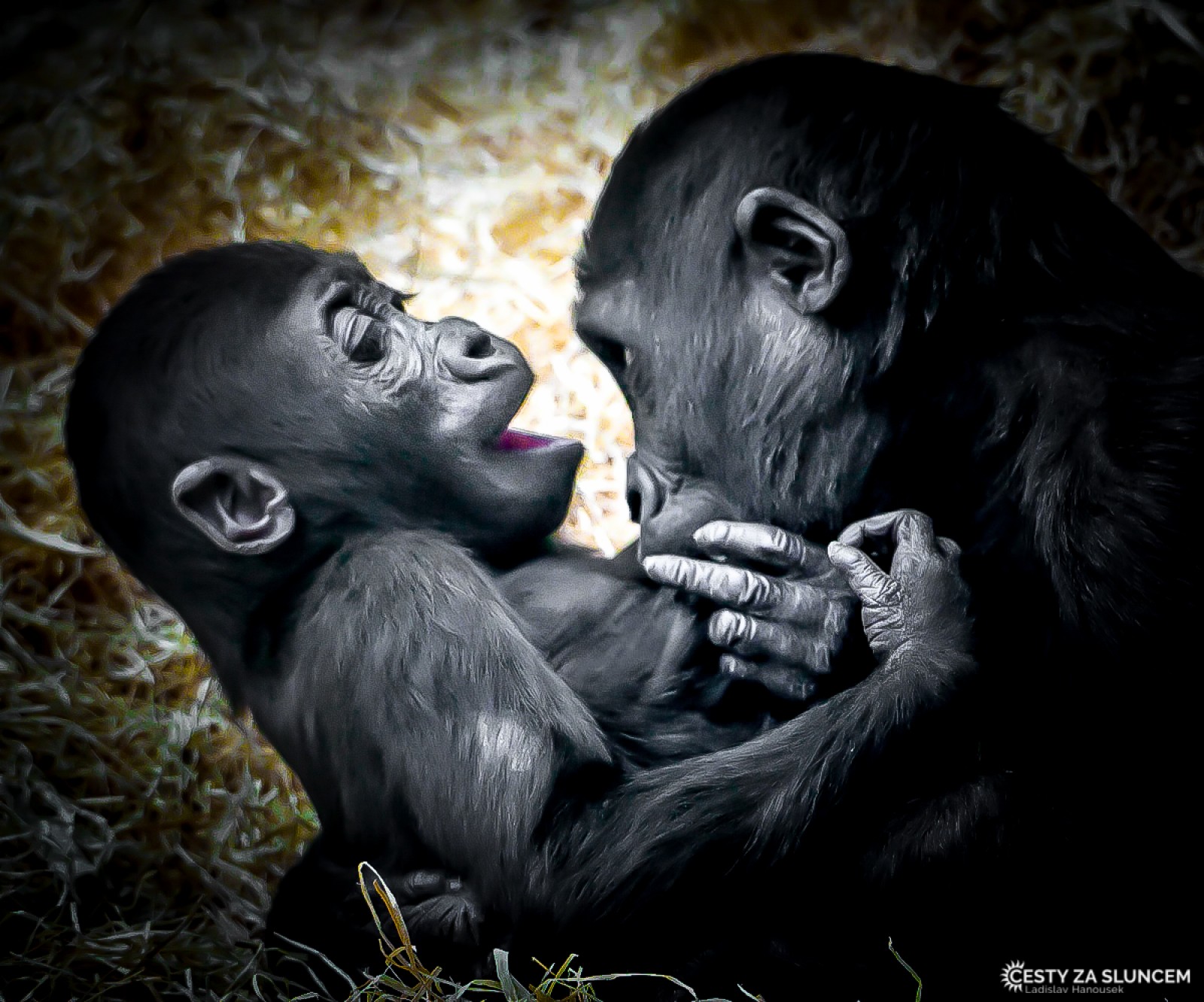 ZOO Dvůr Králové nad Labem - Ladislav Hanousek, Mláďata