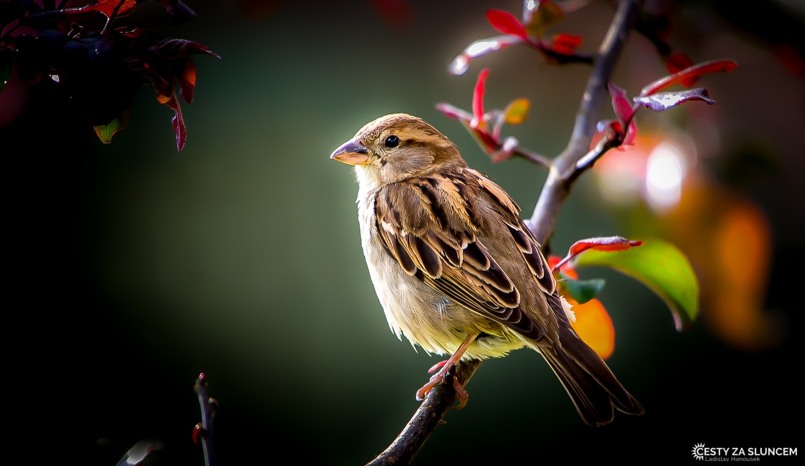 Čechy - Ladislav Hanousek, Ptáci v přírodě