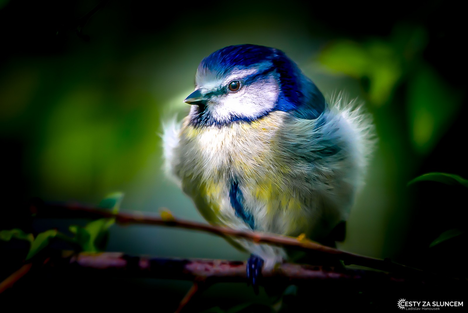 Čechy - Ladislav Hanousek, Ptáci v přírodě