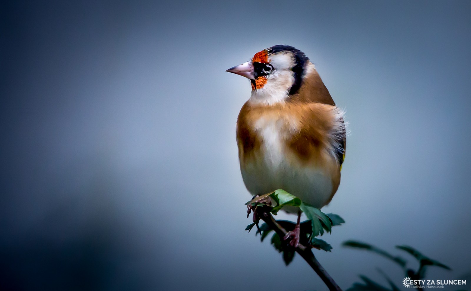 Čechy - Ladislav Hanousek, Ptáci v přírodě