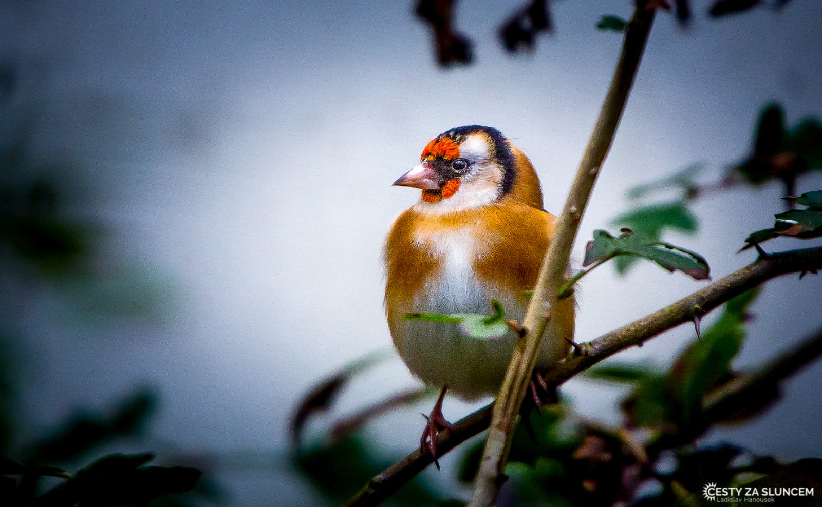 Čechy - Ladislav Hanousek, Ptáci v přírodě